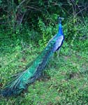 19-Peacock